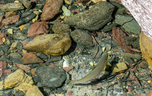 Trout Swims At The Edge of Bowman Lake