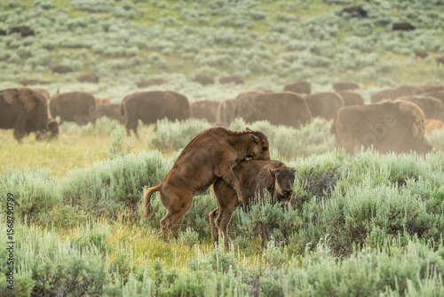 Two Young Bison Play On The Edge Of Herd