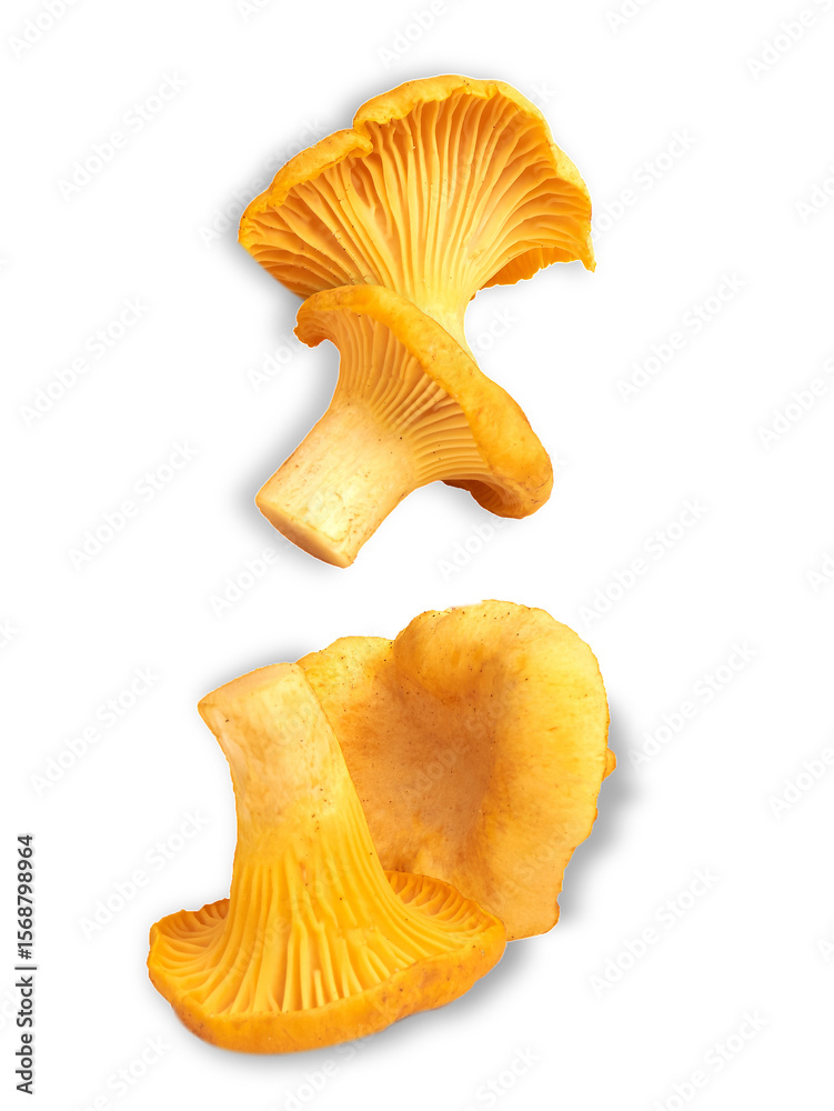 Fototapeta premium chanterelle mushrooms isolated on transparent background.