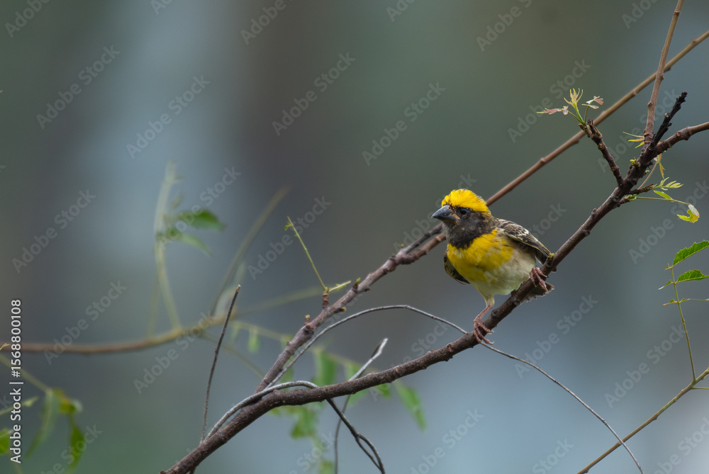 Obraz premium Close up of a vibrant yellow and brown Baya weaver bird perched on a delicate tree branch against a lush green blurred background.