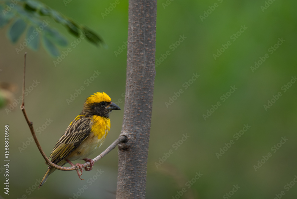 Obraz premium Close up of a vibrant yellow and brown Baya weaver bird perched on a delicate tree branch against a lush green blurred background.