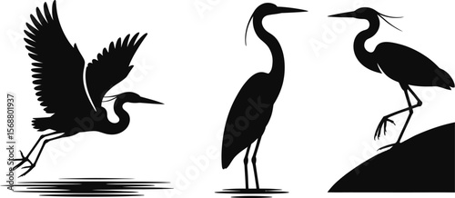 Vector silhouette herons near water on branch and rock with wings spread in nature setting