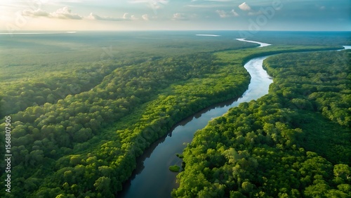 Lush green forest canopy with winding river under soft sky jungle water