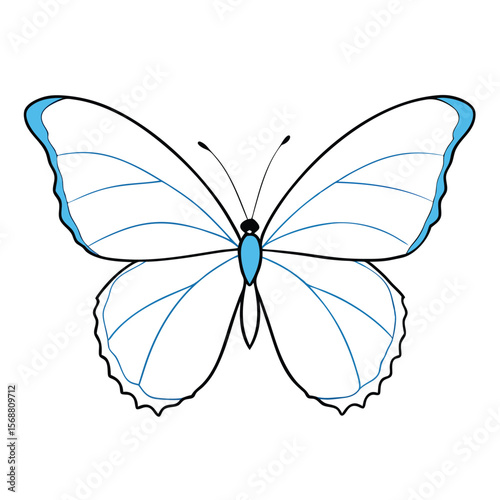 butterfly vector illustration