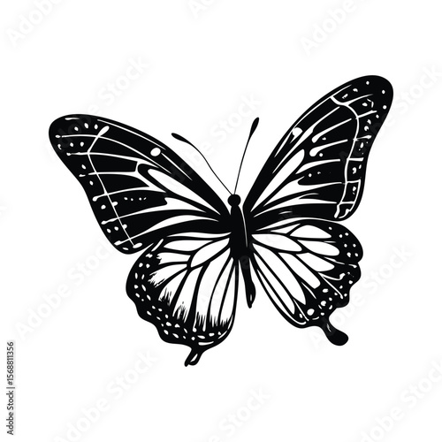 butterfly vector illustration