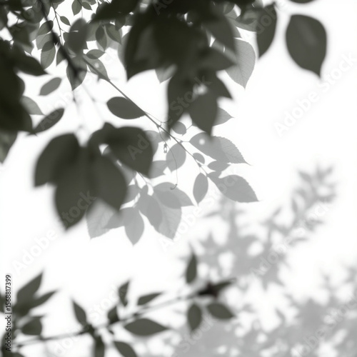 shadow overlay effect. Gray shadow of leaves isolated on white background. Plant foliage leaf shadow light effect. Mockup Blurred tree branch shadow. Ideal for summer spring design elements PNG