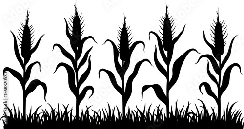 Corn plant silhouette vector illustration isolated on a white background 