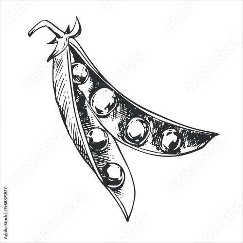Vector sketch of an open green pea pod. Bean pod, seeds visible. Imitation of engraving technique. Useful vegetable crop. Peas are hand-drawn with black ink on a white background.