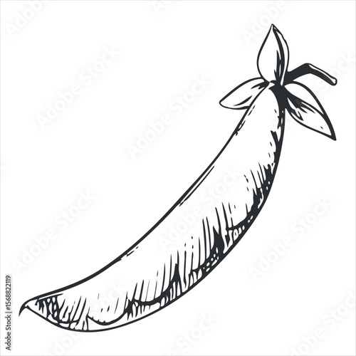 Vector sketch of green peas. Closed bean pod in engraving technique. Useful vegetable crop. Peas hand-drawn in black ink.