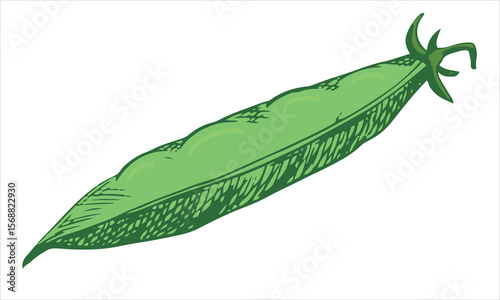Vector sketch of a green pea pod. Closed bean pod in color engraving technique. Hand drawn in black. Useful legume plant.