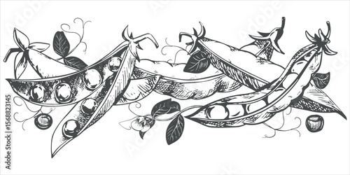 Green pea pods with leaves, flowers, seeds and tendrils lie on the table. Vector sketch in engraving technique. Useful legume crop. Peas are hand-drawn with ink on a white background.