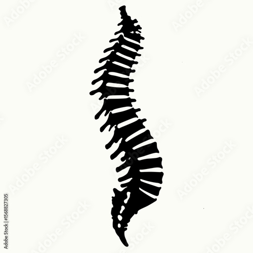 Black silhouette of a human spine on a light background  