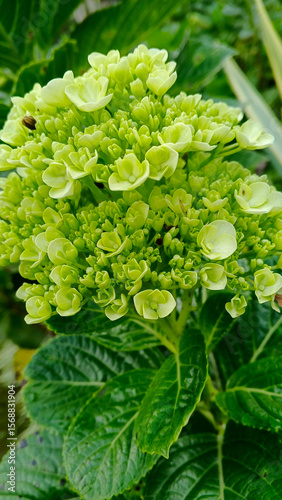 A detailed close-up of a light green hydrangea flower head beginning to bloom. This fresh, vibrant image is perfect for gardening blogs, spring themes, or as a beautiful floral background.