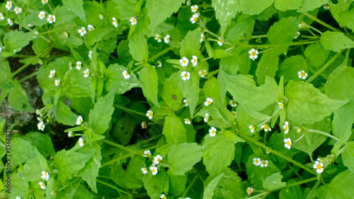 Dense ground cover of small white wildflowers with yellow centers on lush green leafy plants. This natural pattern makes a perfect full-frame background, texture, or wallpaper for botanical designs.
