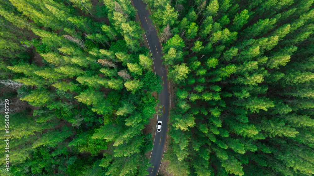 Fototapeta premium Aerial view of dark green forest road and white electric car Natural landscape and elevated roads Adventure travel and transportation and environmental protection concept 