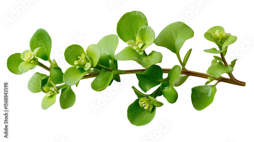 Wallpaper Mural Vibrant Green Branch: A detailed depiction of a single vibrant green plant branch, with fresh, lush leaves, isolated to showcase its natural beauty. Torontodigital.ca