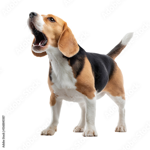 Barking beagle, angry dog in full body, isolated on a transparent background