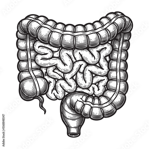 Human Intestines Anatomy Vector Engraving Illustration