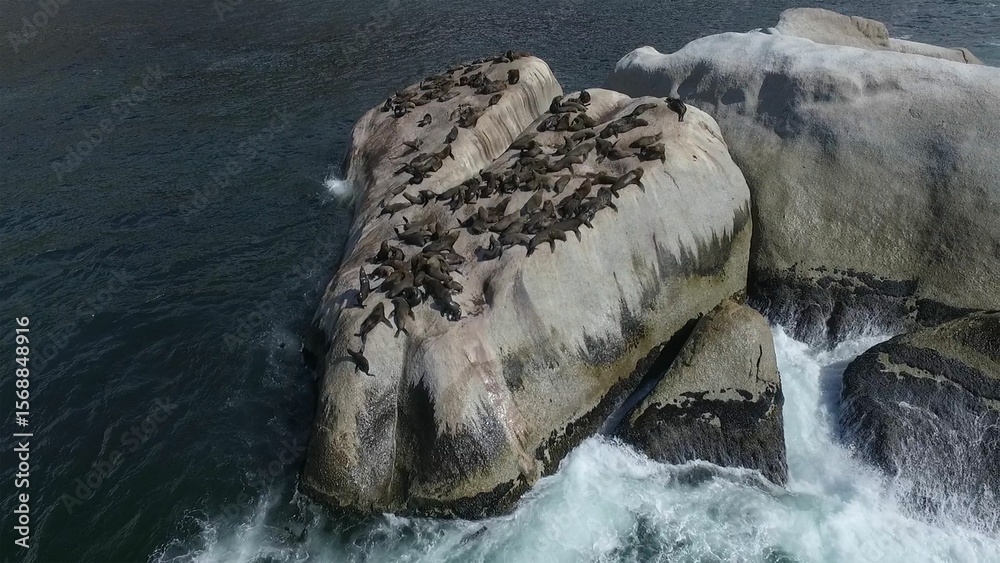 Obraz premium High angle view of seals resting on rocks