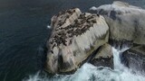 High angle view of seals resting on rocks