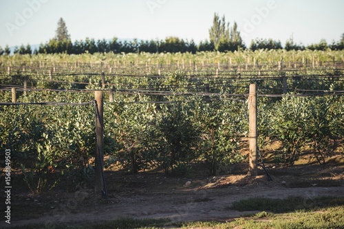 Plants in vineyard on sunny day