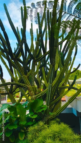 Towering green cactus with multiple arms reaching skyward, perfect for botanical illustrations, desert garden themes