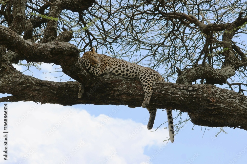 Obraz premium A Leopard sleeping on the tree in Ndutu