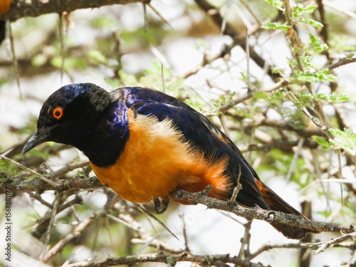 The Hildebrandt's Starling in Ndutu