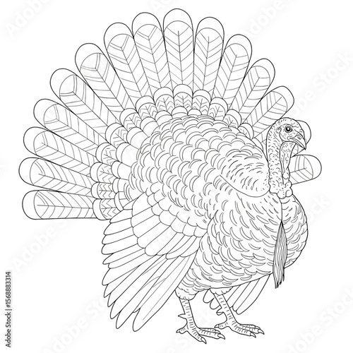 A turkey stands with its tail feathers fanned out, showcasing intricate patterns, drawn in clean black-and-white line art.