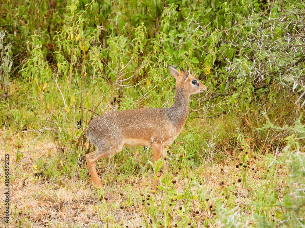 Fototapeta premium Very cute dikdik is walking around the savanna