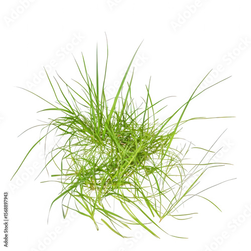 Close up view of a clump of fresh green grass isolated on transparent background
