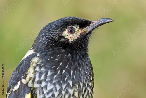 Portrait of a regent honeyeater (Anthochaera phrygia), South Australia