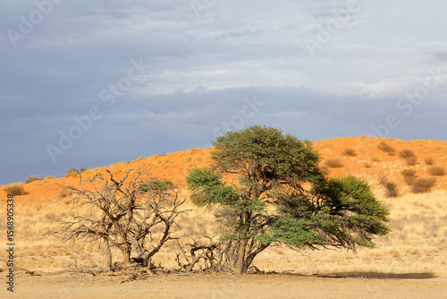 Scenic landscape with thorn tree and red sand dunes against a stormy sky, Kalahari desert, South Africa
