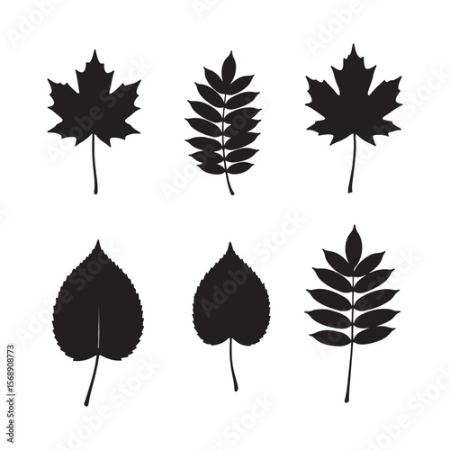Six Black Silhouettes of Maple Ash Poplar Leaves Isolated on White Background Botanical Autumn Foliage Set Nature Graphic