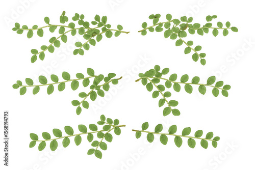 Verdant green branches spreading delicate foliage against translucent backdrop, offering clean botanical graphic design solution
