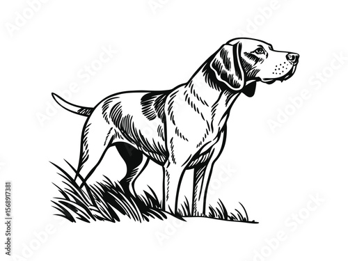 American Foxhound dog silhouette vector illustration, pet clipart, black and white animal shape