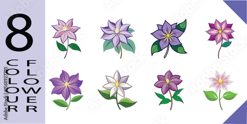 Clematis Flower Flat Illustration Showy Climbing Vine Vector Design