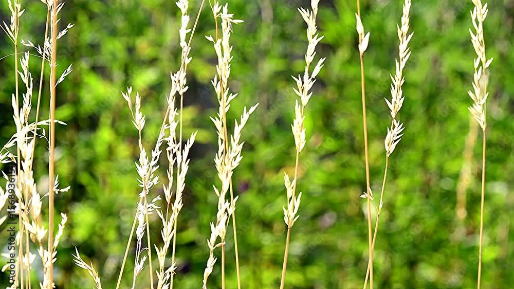  grass in back-lighting with green blurred background in a soft breeze