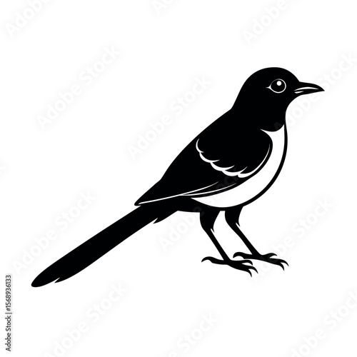 woodhouse s scrub jay 