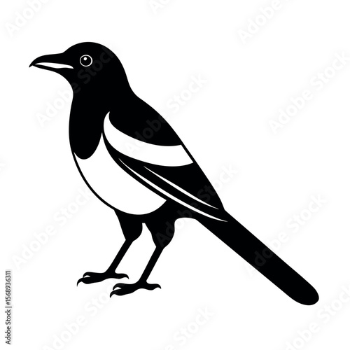 yellow billed magpie