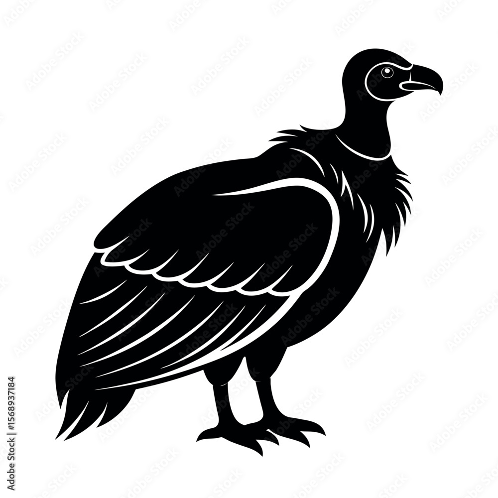 Fototapeta premium andean condor
