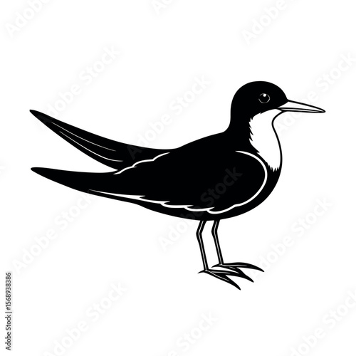 black skimmer