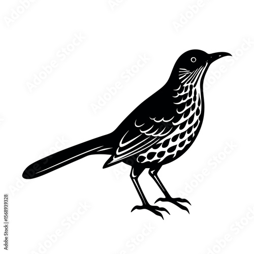 brown thrasher
