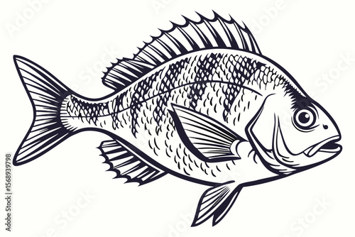 Hand-Drawn Gilt-Head Bream – Monochrome Fish Illustration