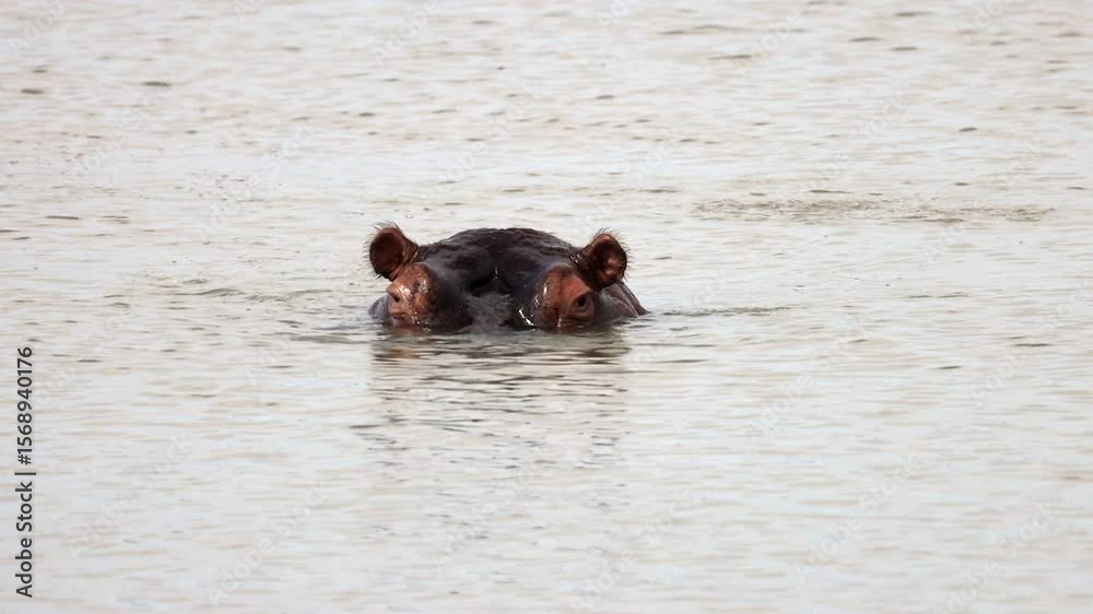 Eyes and ears of adult Hippopotamus visible above surface of water Eyes and ears of adult Hippopotamus visible above surface of water