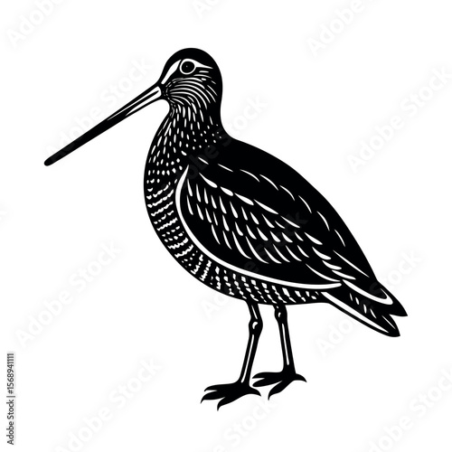 common snipe