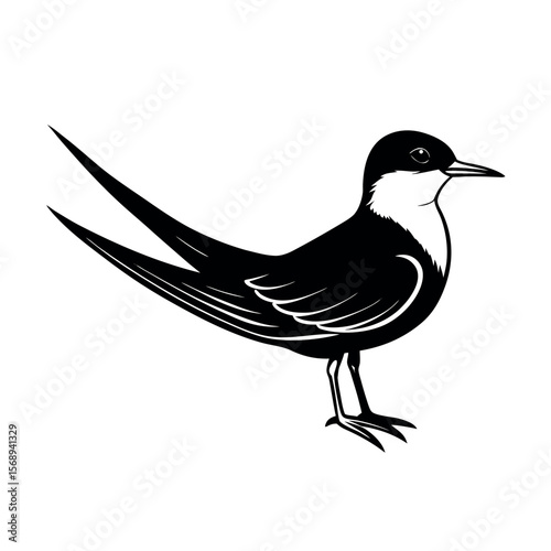 common tern