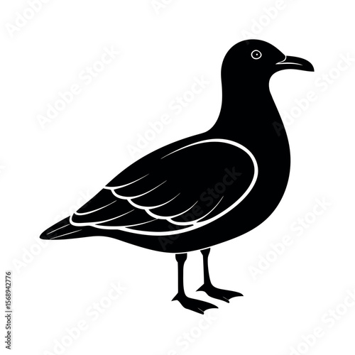glaucous gull