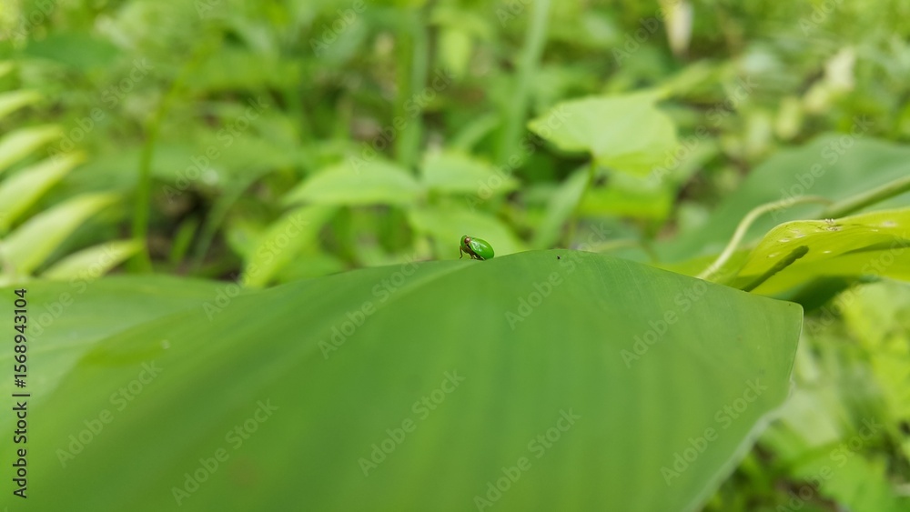 Green rounded Issid Planthopper perched on a leaf. Shot in jungle. This odd little planthopper is known from Sumatra and Java (west¢ral). Green rounded Issid Planthopper perched on a leaf. Shot in jungle. This odd little planthopper is known from Sumatra and Java (west¢ral).
