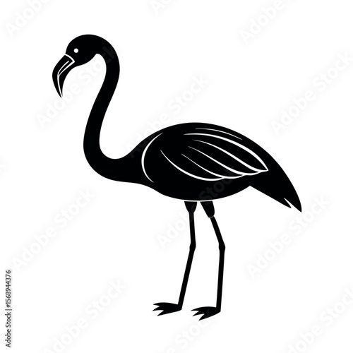 lesser flamingo